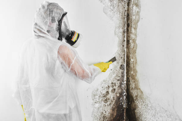 Best Mold Testing  in Logansport, IN