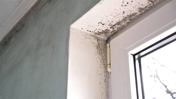 Home Mold Removal in Logansport, IN