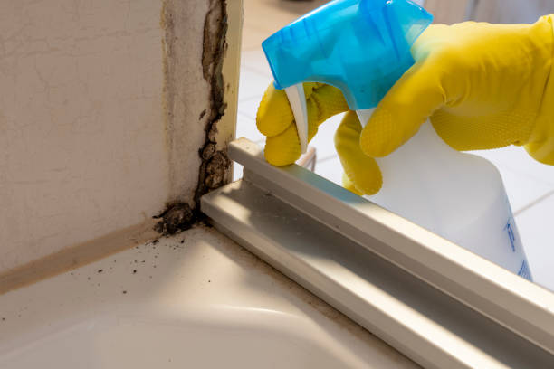 Best Home Mold Removal  in Logansport, IN