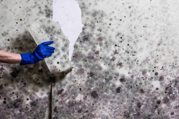 Best Local Mold Removal Service  in Logansport, IN